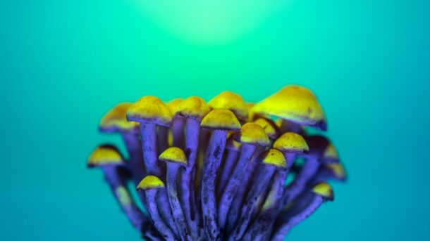psychedelic seo